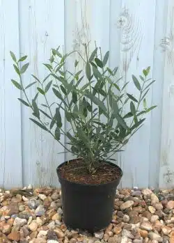 Phillyrea Angustifolia Potted Hedging 30-50cm 144-0in