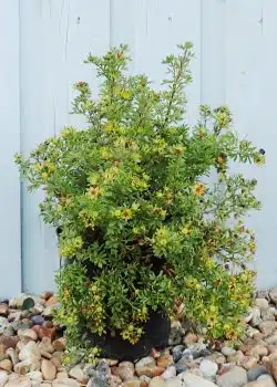 Potentilla Primrose Flowers Potted Hedging 25-40cm 120-0in