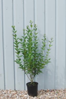 Privet Green Potted Hedging 60-80cm 24-36in