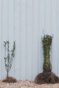 Privet Wild Bare Root Hedging 60-90cm 24-36in