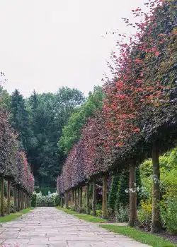 Purple Beech Fresh Pleached Potted Pleached Trees Wide 1440-0in