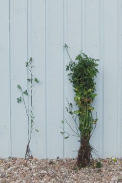 Rose Dog Rose Bare Root Hedging 40-60cm 18-24in