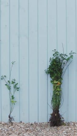 Rose Dog Rose Bare Root Hedging 60-80cm 24-36in