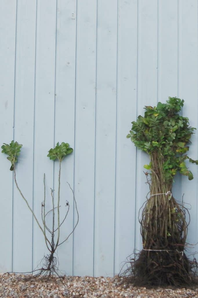 Rose Rugosa Red Hedging - Hopes Grove Nurseries