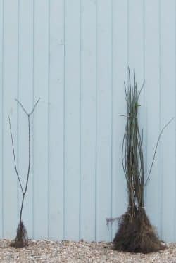 Spindle Bare Root Hedging 60-90cm 24-36in