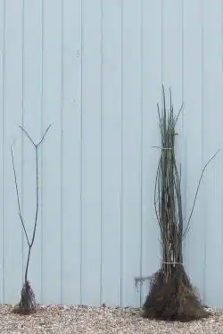 Spindle Bare Root Hedging 60-90cm 24-36in