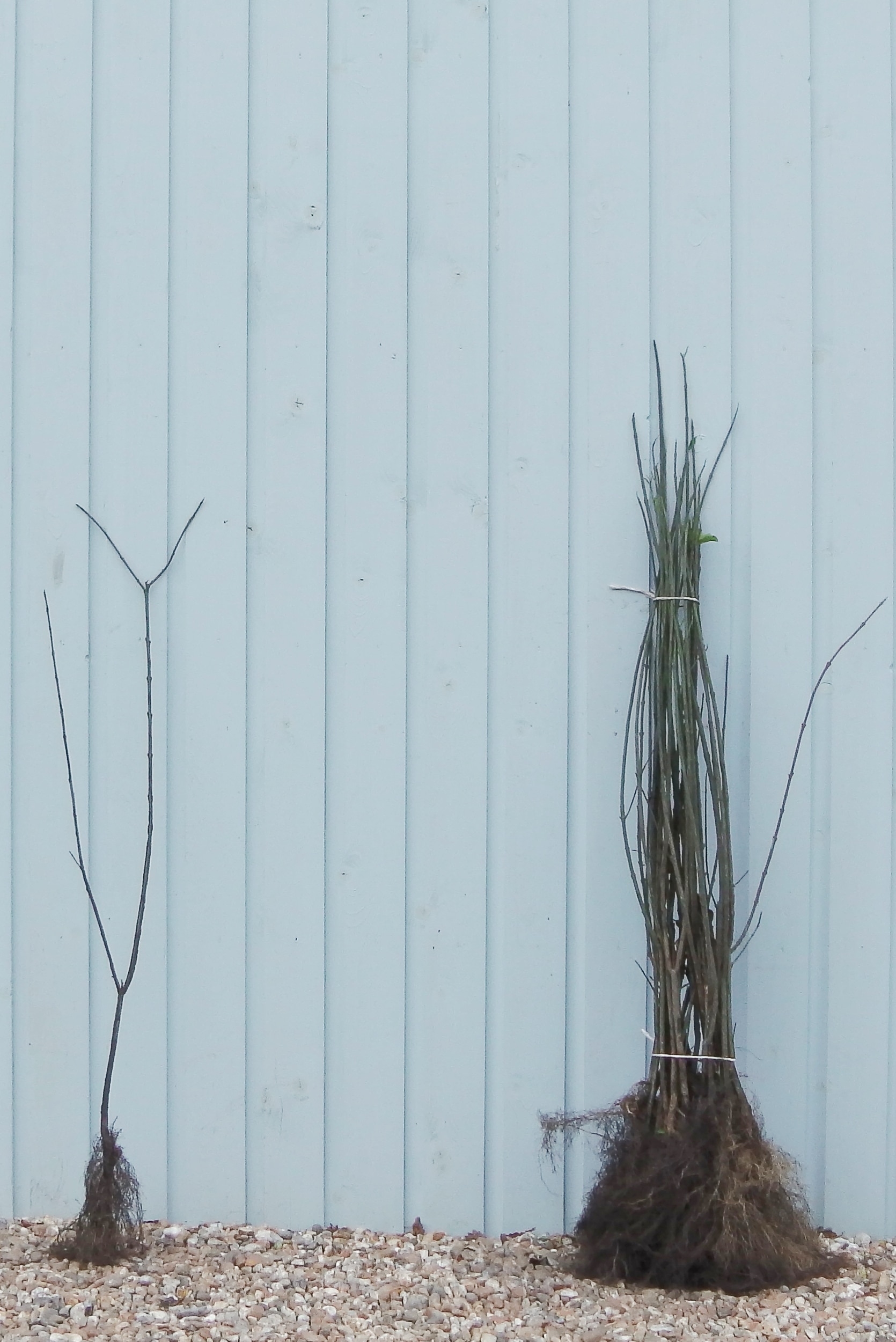 Buy Spindle Hedge Plants Spindle Hedging Euonymus Eurpaeus Hedges