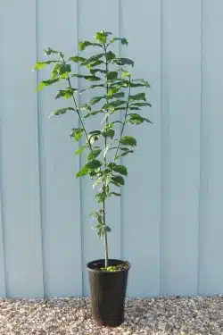 Spindle Potted Hedging 60-90cm 24-36in