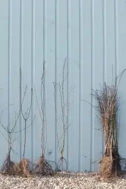 Stewardship Mix Hedgerow Mix Bare Root Stewardship Hedging 60-90cm 24-36in