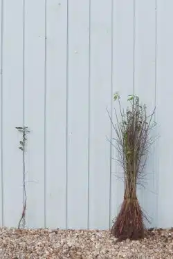 Stewardship Species Blackthorn Bare Root Stewardship Hedging 40-60cm 192-0in