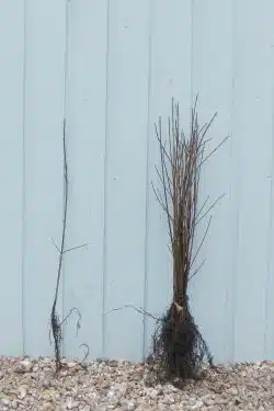 Stewardship Species Field Maple Bare Root Stewardship Hedging 40-60cm 192-0in