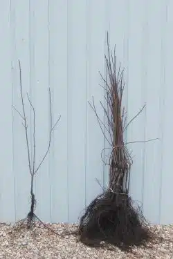 Stewardship Species Field Maple Bare Root Stewardship Hedging 60-90cm 24-36in