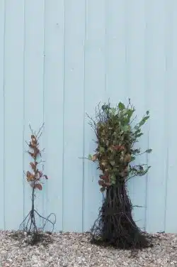 Stewardship Species Green Beech Bare Root Stewardship Hedging 40-60cm 192-0in