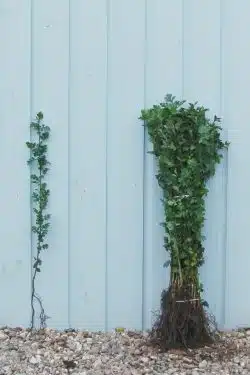 Stewardship Species Hawthorn Quickthorn Bare Root Stewardship Hedging 40-60cm 192-0in