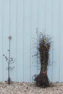 Stewardship Species Hawthorn Quickthorn Bare Root Stewardship Hedging 60-90cm 24-36in