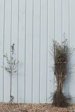 Stewardship Species Hawthorn Quickthorn Bare Root Stewardship Hedging 90-120cm 36-48in