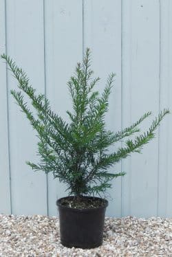 Yew English Potted Hedging 40-60cm 192-0in