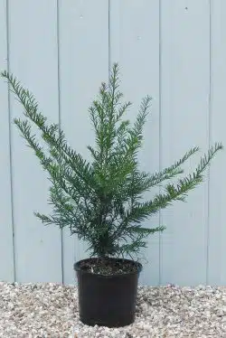 Yew English Potted Hedging 40-60cm 192-0in
