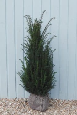 Yew English Rootball Hedging 100-125cm 42-48in
