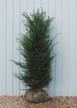 Yew English Rootball Hedging 150-175cm 60-72in