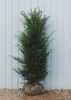 Yew English Rootball Hedging 150-175cm 60-72in