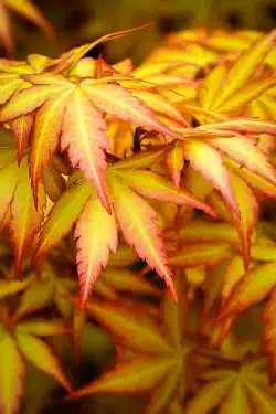 Acer Palmatum Orange Dream Potted Garden Trees 40-60cm 192-0in