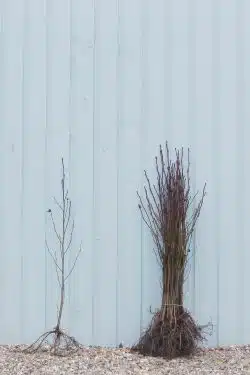 Alder Common Bare Root Hedging 60-90cm 24-36in