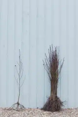 Alder Common Bare Root Hedging 60-90cm 24-36in