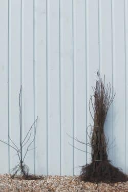 Amelanchier Lamarckii Bare Root Hedging 60-90cm 24-36in