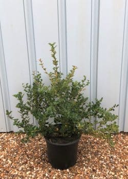 Berberis Darwinii Potted Hedging 25-40cm 120-0in