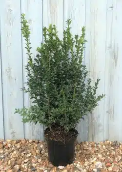 Box Common Potted Hedging 40-60cm 18-24in