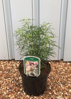 Choisya Apple Blossom Potted Hedging 25-30cm 120-0in