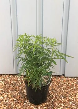 Choisya Aztec Pearl Potted Hedging 25-30cm 120-0in