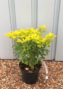 Choisya Sundance Potted Hedging 25-30cm 120-0in