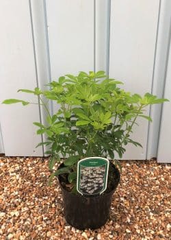 Choisya Ternata Potted Hedging 25-30cm 120-0in