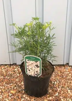 Choisya White Dazzler Potted Hedging 25-30cm 120-0in