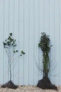 Dogwood Common Bare Root Hedging 90-120cm 36-48in