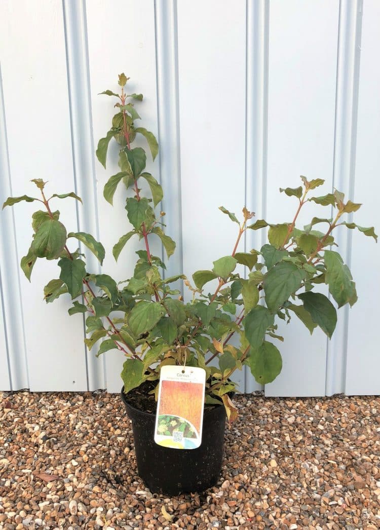 Image of Midwinter Fire dogwood tree in pot