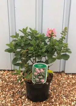 Escallonia Pink Elle Potted Hedging 25-40cm 120-0in