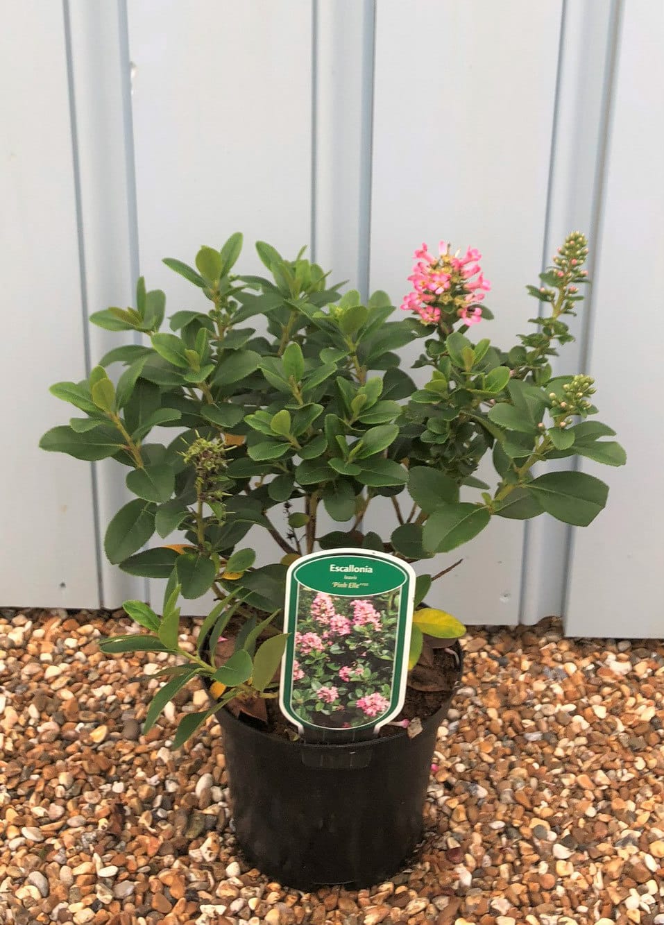 Evergreen 1 x 3-Litre Potted Plant by Suttons Pink Flowers Escallonia laevis 'Pink Elle' Hardy Shrub Ideal for Coastal Gardens Low Maintenance 