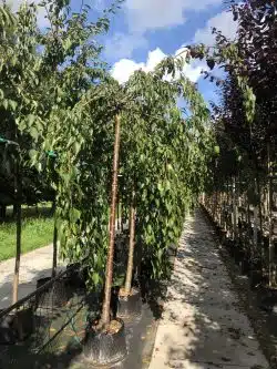 Flowering Cherry Cheals Weeping Potted Mature Trees Girth 0-0in