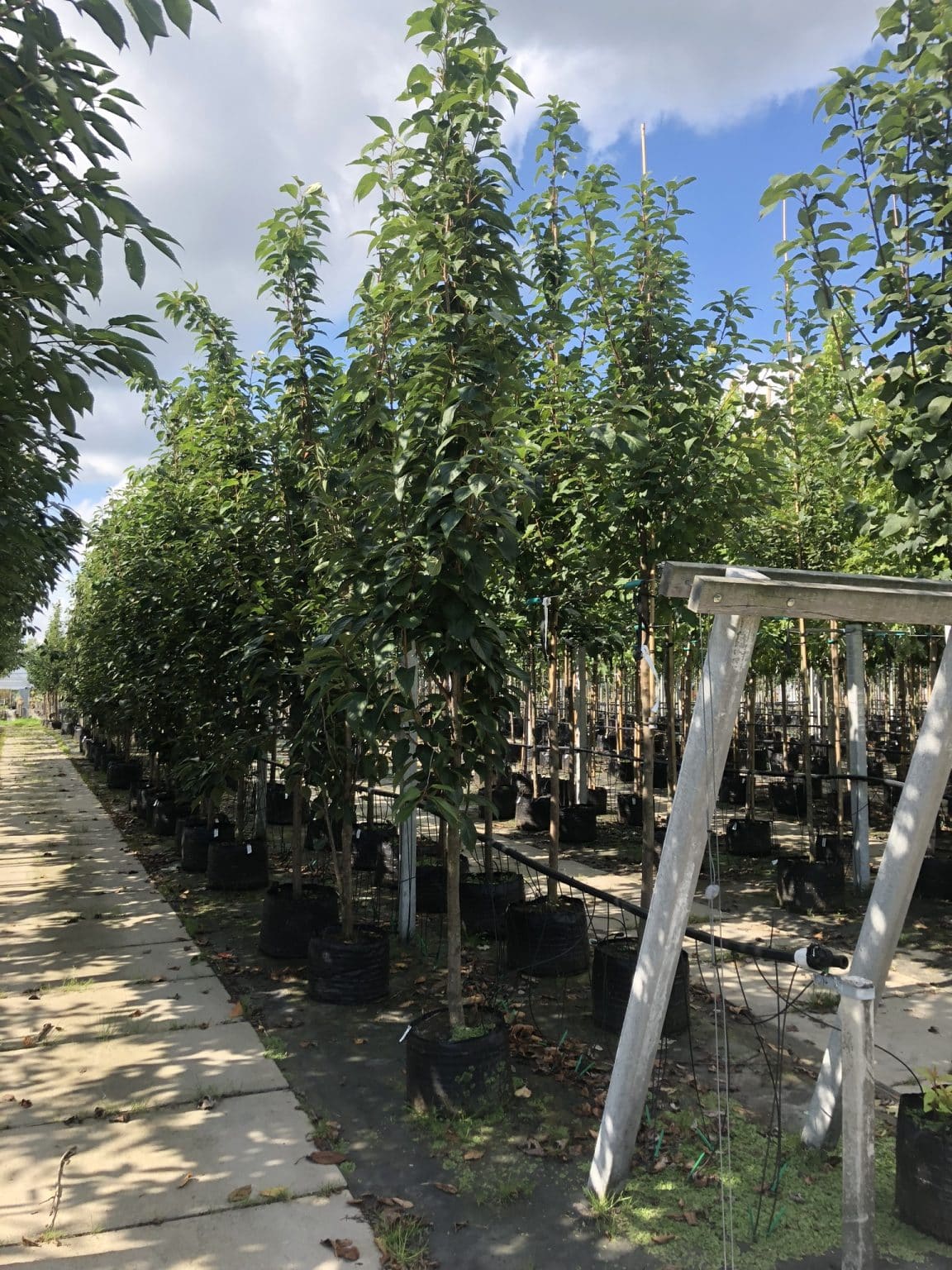 Flowering Cherry Flagpole Mature Trees Hopes Grove Nurseries