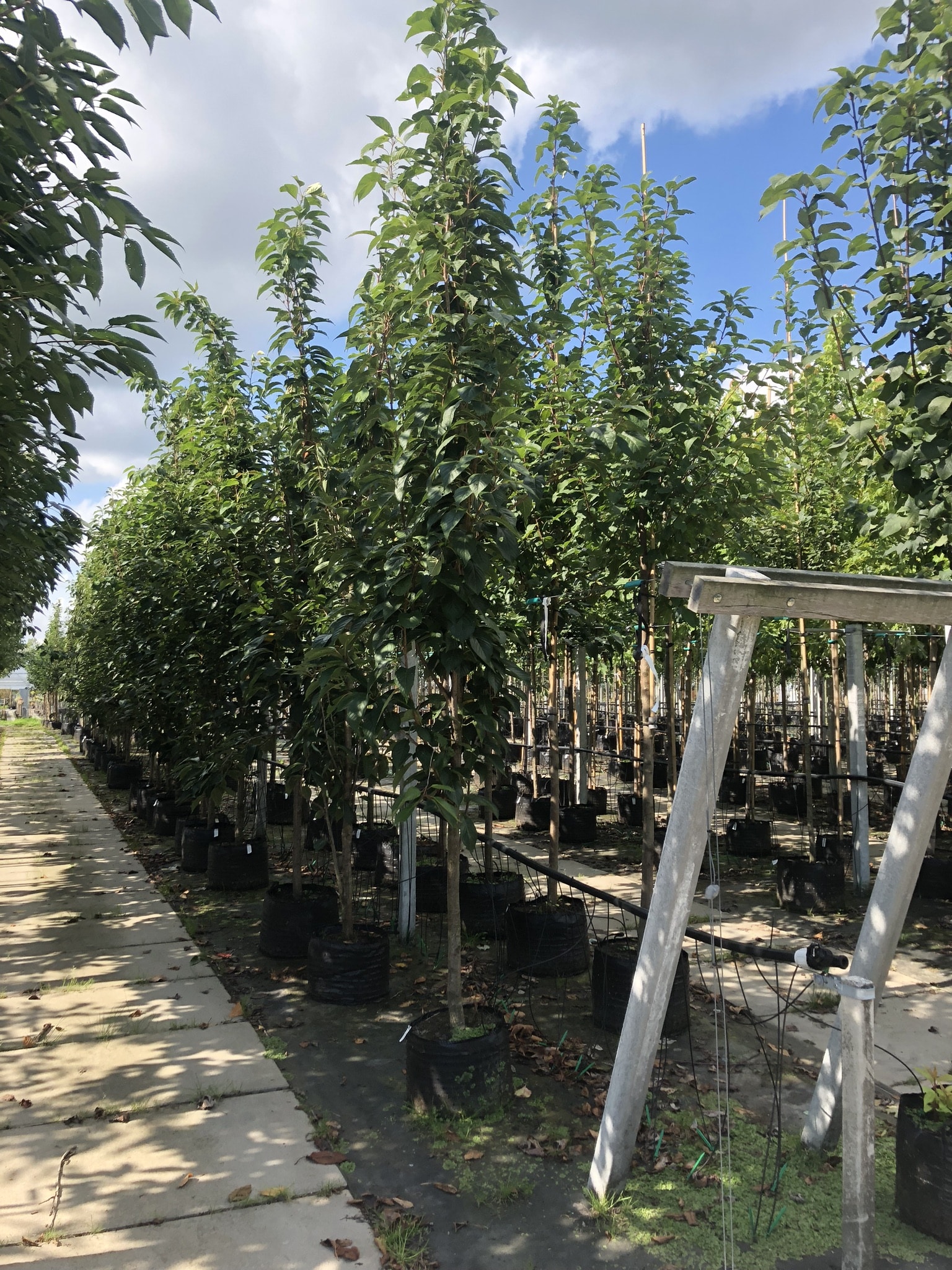 Flowering Cherry Flagpole Mature Trees Hopes Grove Nurseries