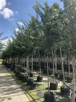 Flowering Cherry Great White Potted Mature Trees Girth 0-0in