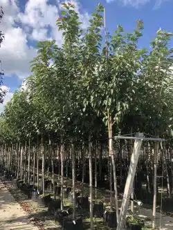 Flowering Cherry Kanzan Potted Mature Trees Girth 0-0in