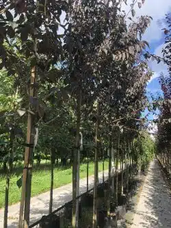 Flowering Cherry Royal Burgundy Potted Mature Trees Girth 0-0in