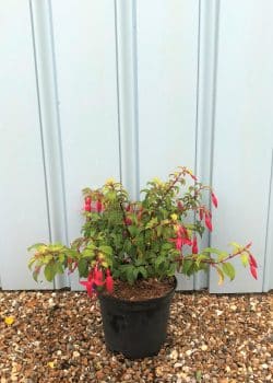 Fuchsia Genii Potted Hedging 20-30cm 96-0in