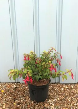 Fuchsia Genii Potted Hedging 20-30cm 96-0in