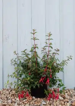 Fuchsia Magellanica Riccartonii Potted Hedging 20-30cm 96-0in