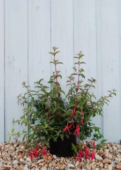 Fuchsia Magellanica Riccartonii Potted Hedging 20-30cm 96-0in